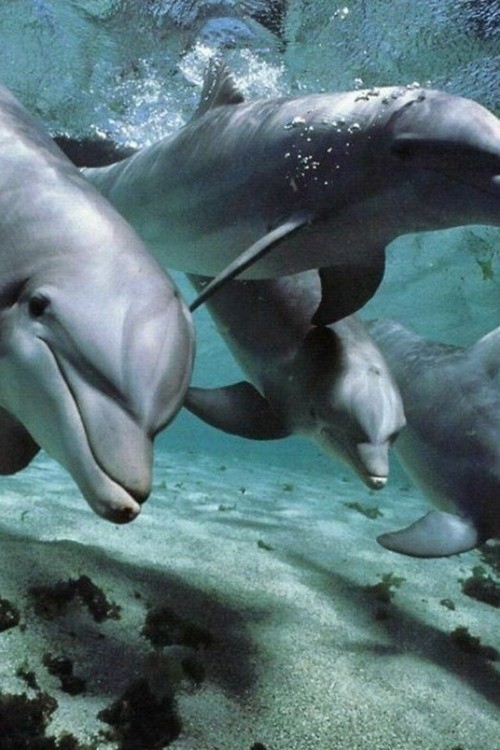 Photo:  dolphin family